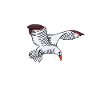 Funny Seagull Saying