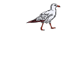 Dear Seagull