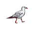 Funny Seagull Saying