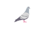 Dit is duiven T-shirt met grappig gezegde