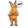 Caracal Cat Desert Lynx Cats