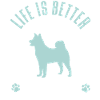 American Akita Inu