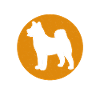 Akita Inu américain
