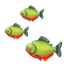 Piratfisk