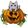 Cute cat in pumpkin