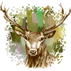 Cerf