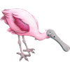 pink spoonbill