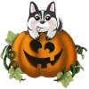 Cute dog in pumpkin