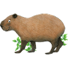 funny capybara