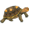 little turtle