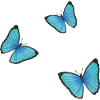 blue butterflies