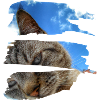 Catlove