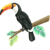Toucan