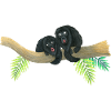 Howler monkeys