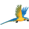 Macaw Parrot