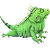 funny iguana