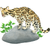 small ocelot