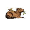 Capybara
