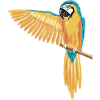 Perroquet dab dabbing