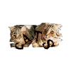 Katzen-Collage: Zerrissene Fellkunst