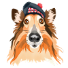 Scottish collie