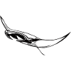 Elegant floating manta rays