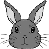 Cute little rabbit face