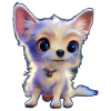 small white dog