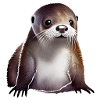 Bébé Loutre 2