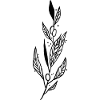 Olive Branch