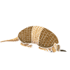 Cadeau de tatou Dicton drôle