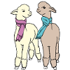 2 alpacas with scarf