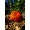 Pumpkin on straw.