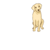 Chiens Labrador
