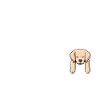 Chiens Labrador