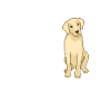 Chiens Labrador
