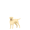 Chiens Labrador