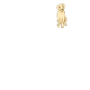 Labrador Dogs