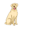 Labrador Dogs