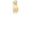 Chiens Labrador