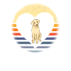 Chiens Labrador