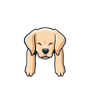Labrador Hunde