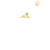 Chiens Labrador