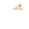 Chiens Labrador