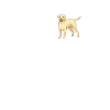 Labrador Dogs