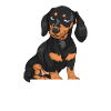 Dackel Hund Dackel Hund Geschenk