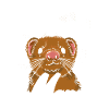 Douce mère furet