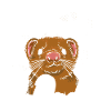 Beau père furet