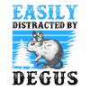 Degu slightly distracted Chilean rodent