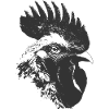 Rooster